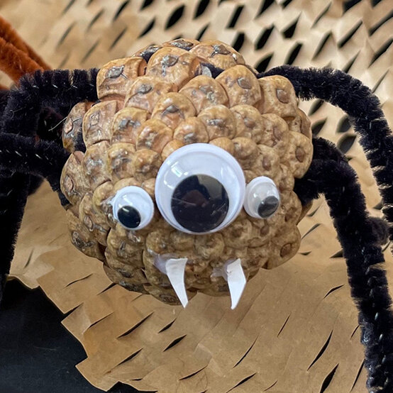 sustainable-pinecone-spider-3a.jpg?sw=554&q=85