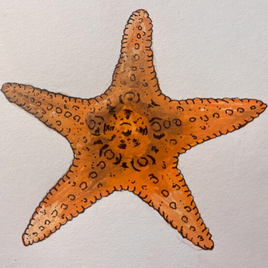 idea%5Fhow%2Dto%2Dillustrate%2Dwith%2Dpaint%2Dmarkers%2Dstarfish%5Fstep8.jpg?sw=554&q=85