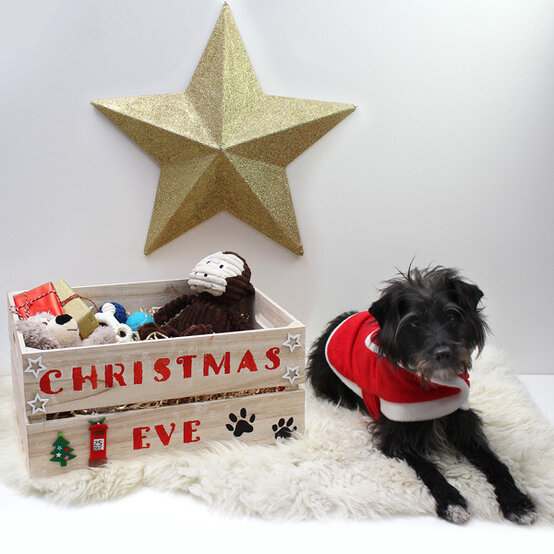 handmade-gifts-for-pets-1.jpg?sw=554&q=85