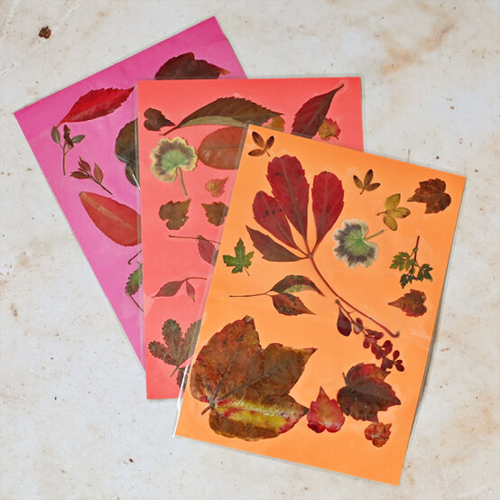 preserve-autumn-leaves-step-6.jpg?sw=554&q=85