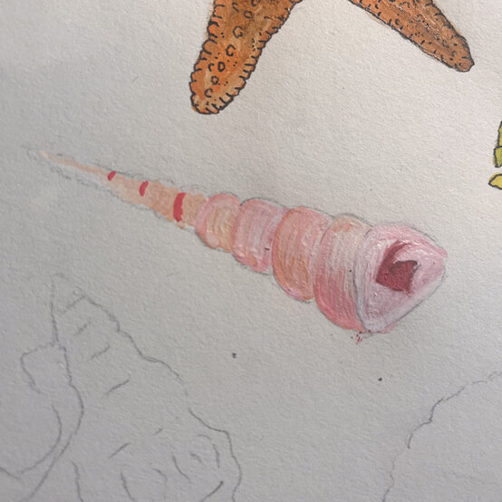 idea%5Fhow%2Dto%2Dillustrate%2Dwith%2Dpaint%2Dmarkers%2Dturritella%5Fstep3.jpg?sw=554&q=85