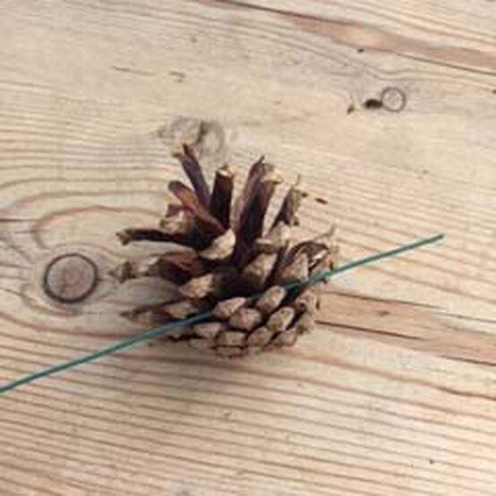 pinecone%2D1.jpg?sw=554&q=85