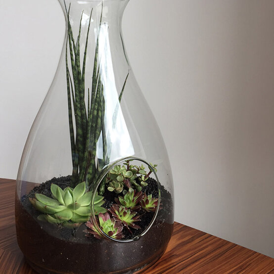 terrarium.jpg?sw=554&q=85