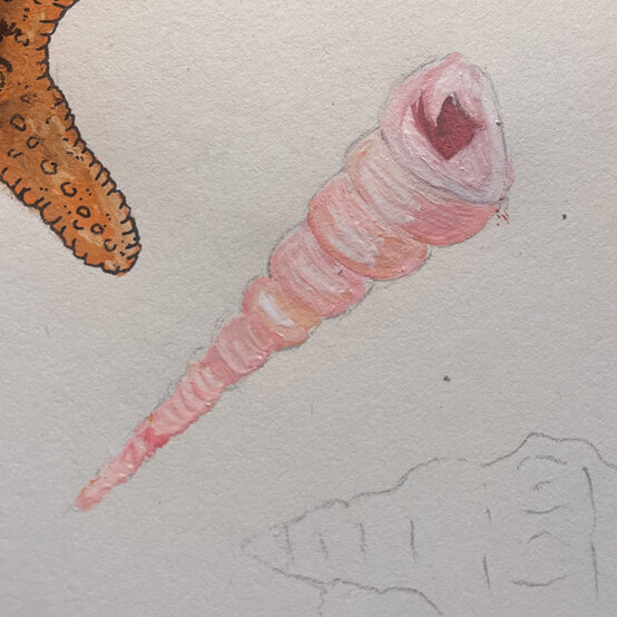 idea%5Fhow%2Dto%2Dillustrate%2Dwith%2Dpaint%2Dmarkers%2Dturritella%5Fstep4.jpg?sw=554&q=85