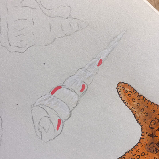 idea%5Fhow%2Dto%2Dillustrate%2Dwith%2Dpaint%2Dmarkers%2Dturritella%5Fstep2.jpg?sw=554&q=85