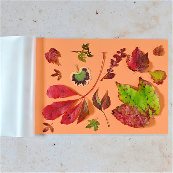 preserve-autumn-leaves-step-5.jpg?sw=554&q=85