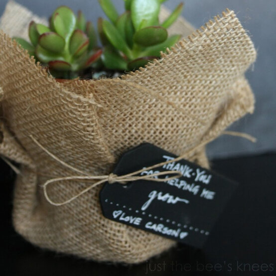 succulent.jpg?sw=554&q=85