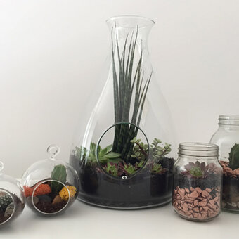 How to Make a Terrarium