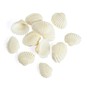 Natural Craft Shells 12 Pack image number 1