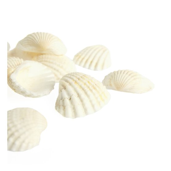 Natural Craft Shells 12 Pack image number 2
