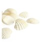Natural Craft Shells 12 Pack image number 2