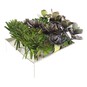 Assorted Succulent 8cm image number 2