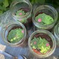 How to Make Terrarium Cake Jars image number 1