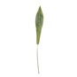Bird Nest Fern Single Leaf 85cm x 13cm image number 1