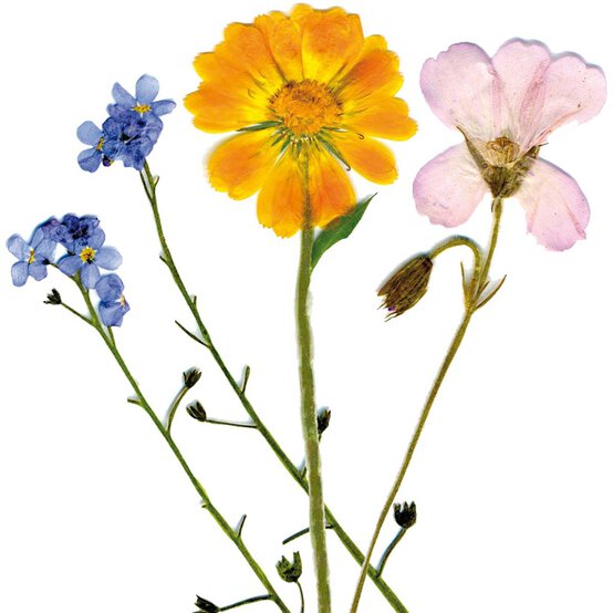 My Living World - Instant Flower Press image number 4